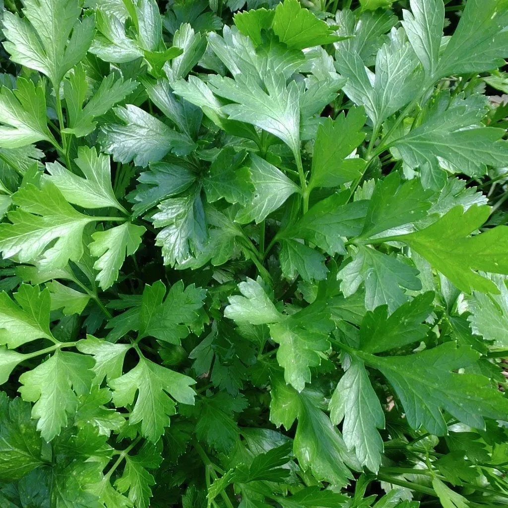 Italian Giant Parsley Seeds, NON-GMO, ORGANIC, HEIRLOOM -   - $4.03