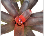 pack of  2 - FIREBALL Pups   BROMELIAD Colorful   Terrarium Vivarium Dar... - $25.00