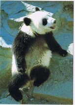 Postcard Giant Panda Cub Sitting On Rock China - £3.96 GBP