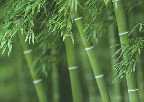 Fresh 300+ Bamboo Seeds For Planting Exotic And Fast Growing Ships From Iowa Usa - £23.54 GBP