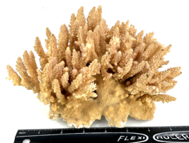 Authentic Acropora Finger Coral Skeleton Base Rock  - £75.98 GBP