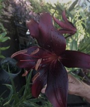 Lilium Night Rider Violet/Black 10 Seeds Fresh Gardening USA SELLER - $19.18