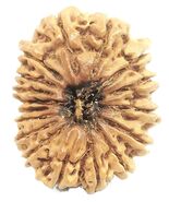 17 Mukhi Rudraksha - Nepal Bead - 26.34 mm - IGL Certified - $3,861.00
