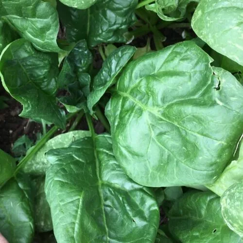 Giant Noble Spinach 150 Seeds Non Gmo Variety Sizes Fresh Garden - £5.63 GBP
