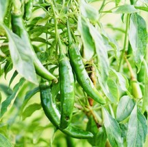 Hot Serrano Pepper Seeds Non Gmo Heirloom Variety Fresh - £7.33 GBP