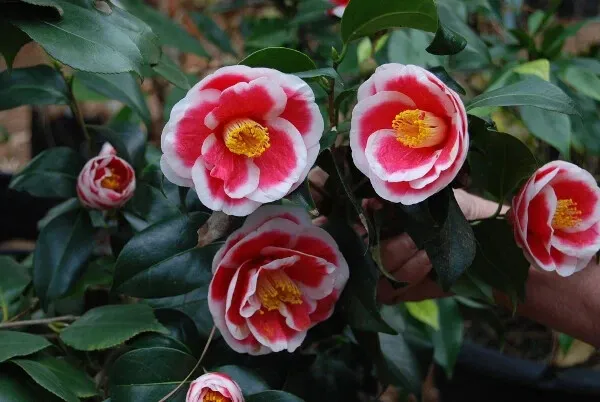 Tama Electra Unique Bloom Camellia Japonica Live Starter Plant Fresh Garden - $45.98