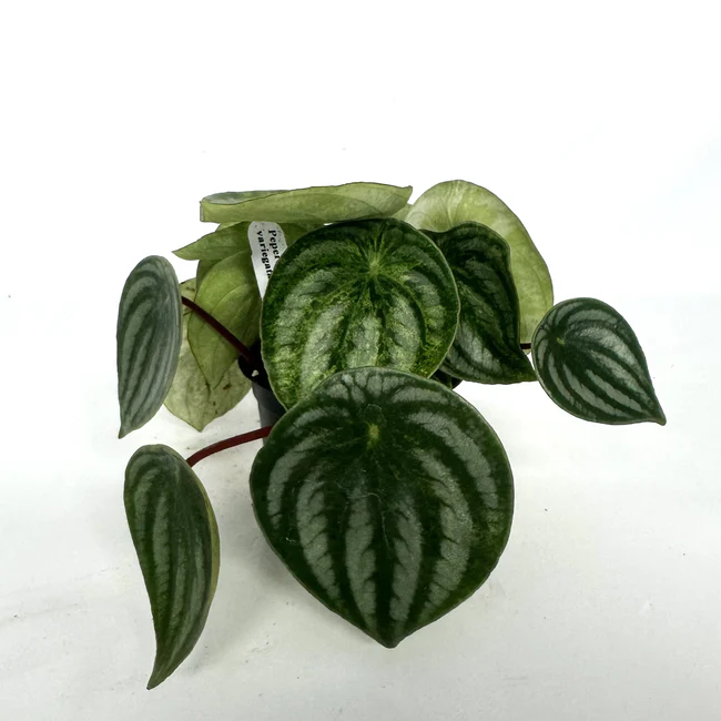 LWS Peperomia Argyreia Variegata Low Color 3.5 inch Fast Shipping - $72.00
