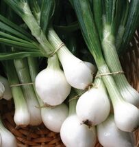 Fresh Crystal White Wax Onion Seeds Pearl Onion Pickling - $4.00