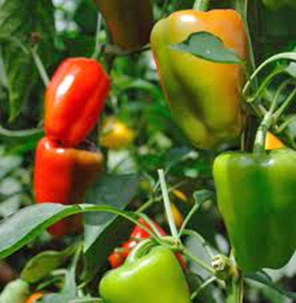 BELL PEPPER, CALIFORNIA WONDER,  HEIRLOOM, ORGANIC 25+ SEEDS, SWEET LARGE FRUIT