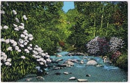 Postcard Mountain Laurel Great Smoky Mountains National Park - £3.85 GBP