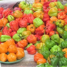 New Fresh Seeds 50 Mixed Hot Habanero Pepper Red Orange White Brown Mix Capsicum - $14.90