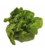 Salad Mix  Garden Collection, Heirloom, Organic Seeds, 6 Top Varieties - £5.87 GBP