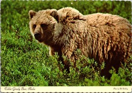 Toklat Grizzly Bear Alaska Postcard PC149 - £3.94 GBP