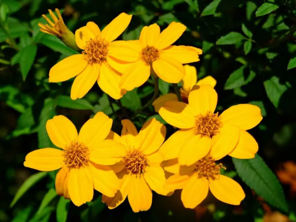 Fresh Tagetes Lemmonii Shrub Marigold Mexican Bush Mount Lemmon 50 Seeds Garden - £21.63 GBP