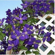 US Seller 100Pcs Purple Garden Bonsai Clematis Seeds Fast Shipping - $14.91