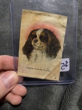 Prince Charles Spaniel Now King Toy Dog Breed  Tobacco Silk Cigarette Circa 1910 - £14.94 GBP