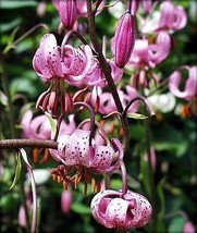 Turks Cap Lily 20 Seeds - Lilium martagon - Hardy! - £23.75 GBP