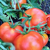 Bush Beefsteak Tomato Open Pollinated Vegetable Seeds Fresh Garden Seeds - £13.14 GBP