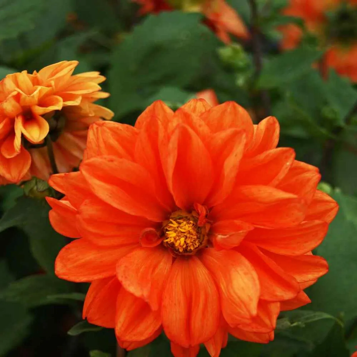 BStore Dahlia Opera Orange 15 Seeds - £7.61 GBP