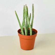 Succulent Senecio Stapeliiformis 'Pickle Plant' - $11.99+