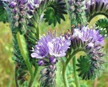 1000 Seeds Lacy Phacelia Seed Native Wildflower Pollinators Drought Heat... - $8.99