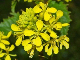 Field Mustard - Charlock - Sinapis arvensis - 100 seeds (E 161) - $1.99