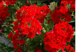 SCARLET VERBENA Red Fragrant Flower 50 Seeds - $9.99
