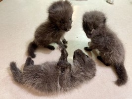 Baby Arcti Fox Taxidermy Mount - £435.85 GBP