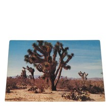 Postcard Typical Western Desert Country Tree Cactus Chrome Unposted - £4.63 GBP