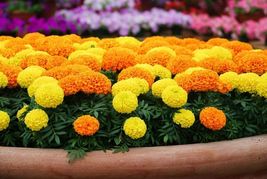 1000 Seeds for Planting Marigold Cracker Jack Beautiful Multi Colored Flowers - £14.11 GBP
