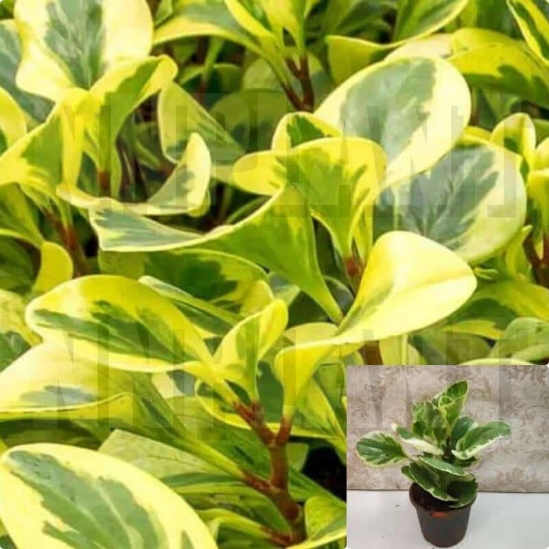 Peperomia Obtusifolia Variegated Baby rubber Live Plant Radiator 4Inches... - $18.99