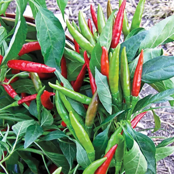20 Thai Hot Pepper Seeds 2024 Heirloom Seed Usa Fresh Garden - $6.38
