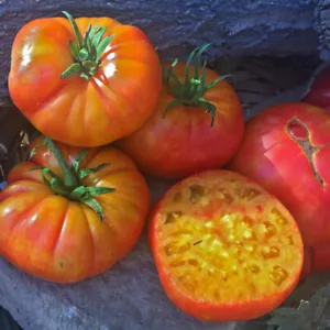 50 Seeds Big Rainbow Tomato Juicy Tomatoe Vegetable Edible Food Fresh Ga... - $9.32