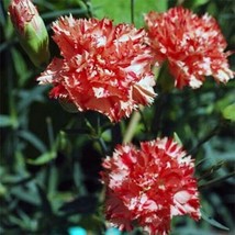 Carnation Chabaud Avranchin 50 Seeds - £8.65 GBP