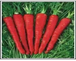 20 + Atomic Red Carrot Seeds - £5.46 GBP