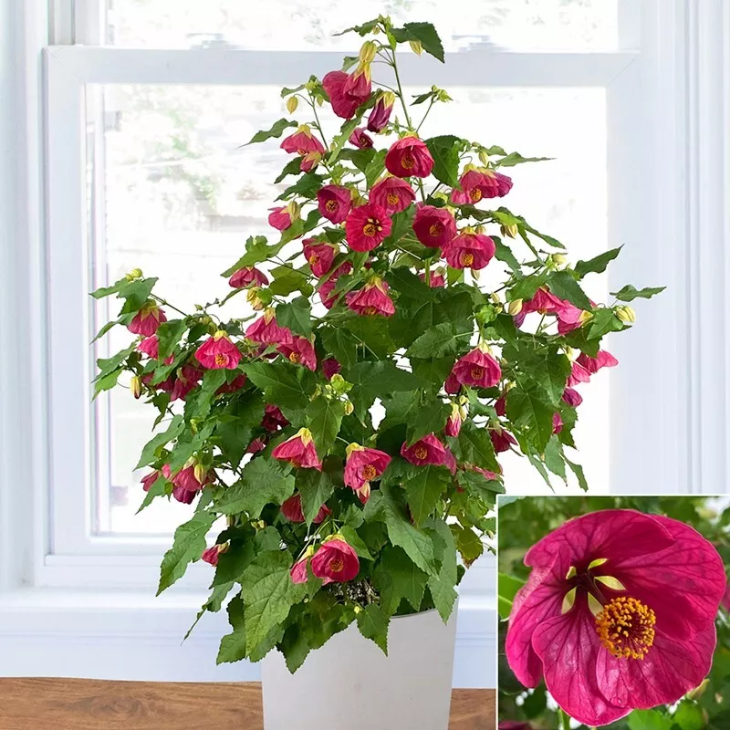 15+ Seeds Abutilon Ruby Razzmatazz Flowers Easy to Grow Garden Tree - $6.94