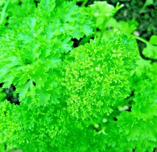 2000+ Seeds Parsley Spring Herb Garden Vegetable NON-GMO Heirloom Curled Greens - $12.99