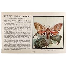 Big Poplar Sphinx Moth 1934 Butterflies Of America Antique Insect Art PC... - $28.01 CAD