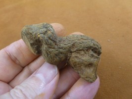 (PP463-78) 1-7/8&quot; Genuine Fossil Turtle Poop Coprolite Wa State Dung Weird Gift - £12.96 GBP