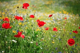 Dry Land Wildflower Seed Mix, Arid or Drought Landscape, Dry Area, 20 Species - $1.67+