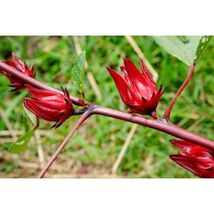 Pure Herbs: Hibiscus Flowers - 4 oz. (Natural Herbal Extracts) image 2