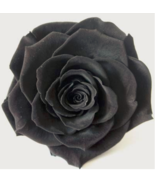 SL Exotic Rainbow Rose Plants Mixed Colors Rosa Planta Outdoor Seed Pott... - $2.75