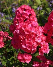 Semilir 100 Red Flame Phlox Seeds USA  Fast Grow From US - $11.80