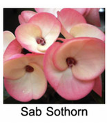Sab Sothorn Crown Of Thorns Euphorbia Milii Christ Plant Starter Plant F... - $56.40 CAD