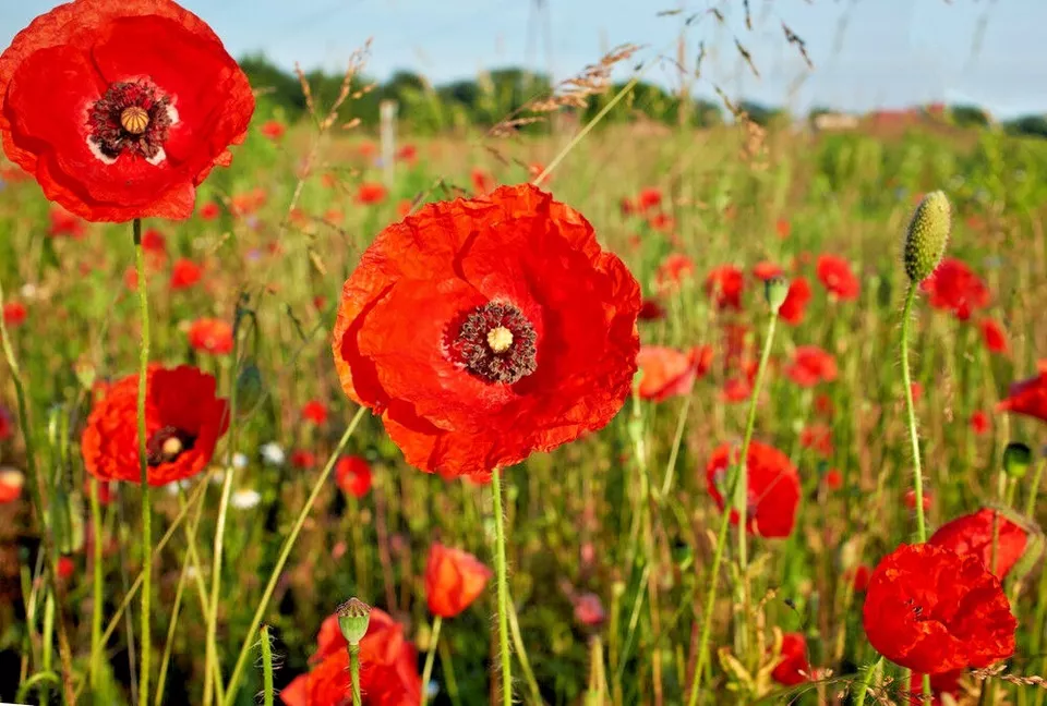 2000 RED CORN Flanders Flower Seeds Native Wildflower Garden - £2.88 GBP