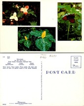 Tennessee(TN) Smoky Mountains National Park Trillium Flowers Vintage Postcard - £7.39 GBP