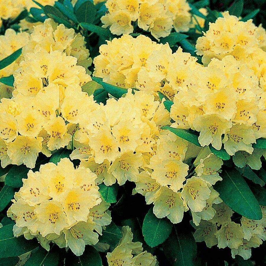 Japanese Azalea Rhododendron Azalea Flower, 50 seeds