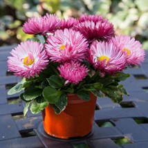 Bellis Seeds Bam Bam Rose 50 Pelleted Seeds English Daisy Gardening USA SHIPPING - £12.45 GBP