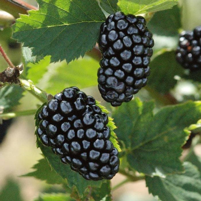 Thornless Blackberry Natchez Blackberry Plants Live Black Berry Plant 4 ... - $43.96