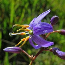 Dianella Caerulea Blue Flax Lily 10 Seeds Seeds Fresh Fast Shipping - $24.00